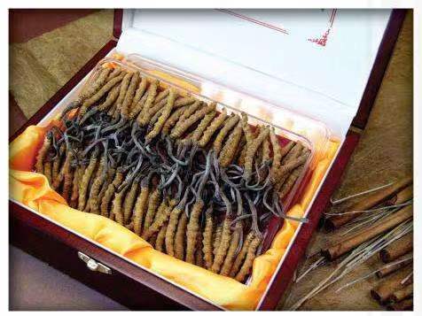 雨花冬虫夏草回收